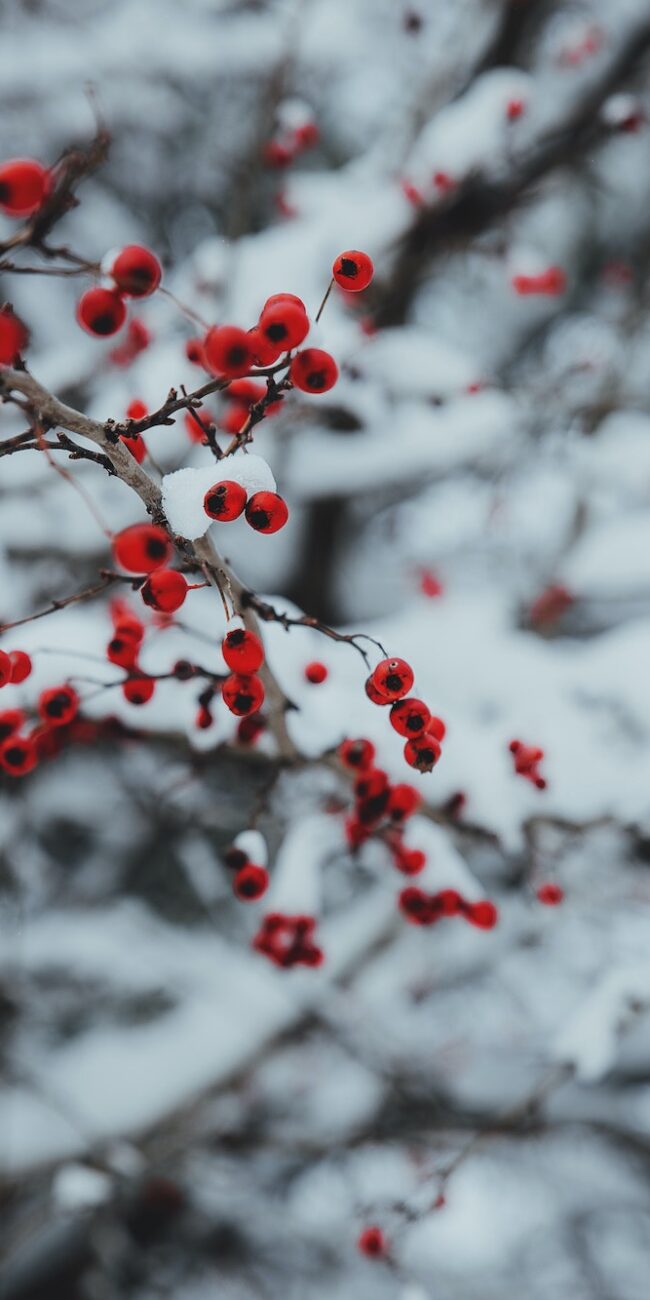 winter berries